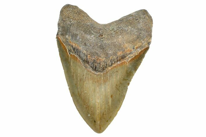 Serrated, Fossil Megalodon Tooth - North Carolina #343416